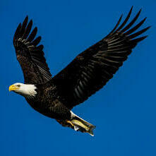 Team Page: Eagles - WTHS Faculty